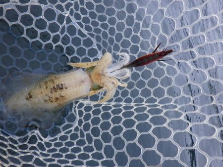 今日もティップラン